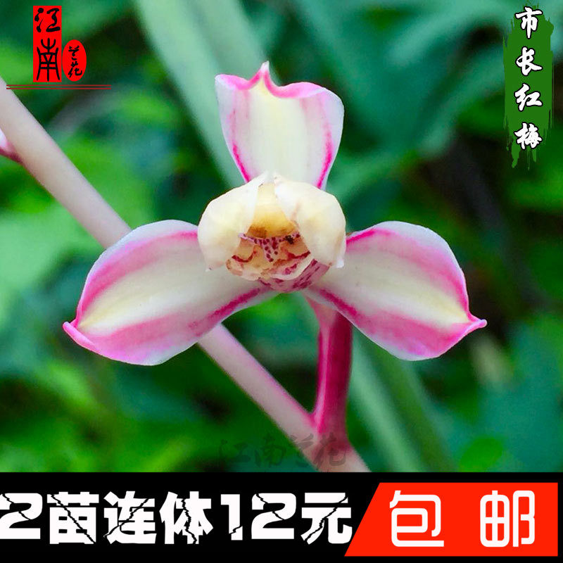 建兰四季兰红素 国魂 荣华富贵夏带花苞出售好养花卉盆栽兰花苗草