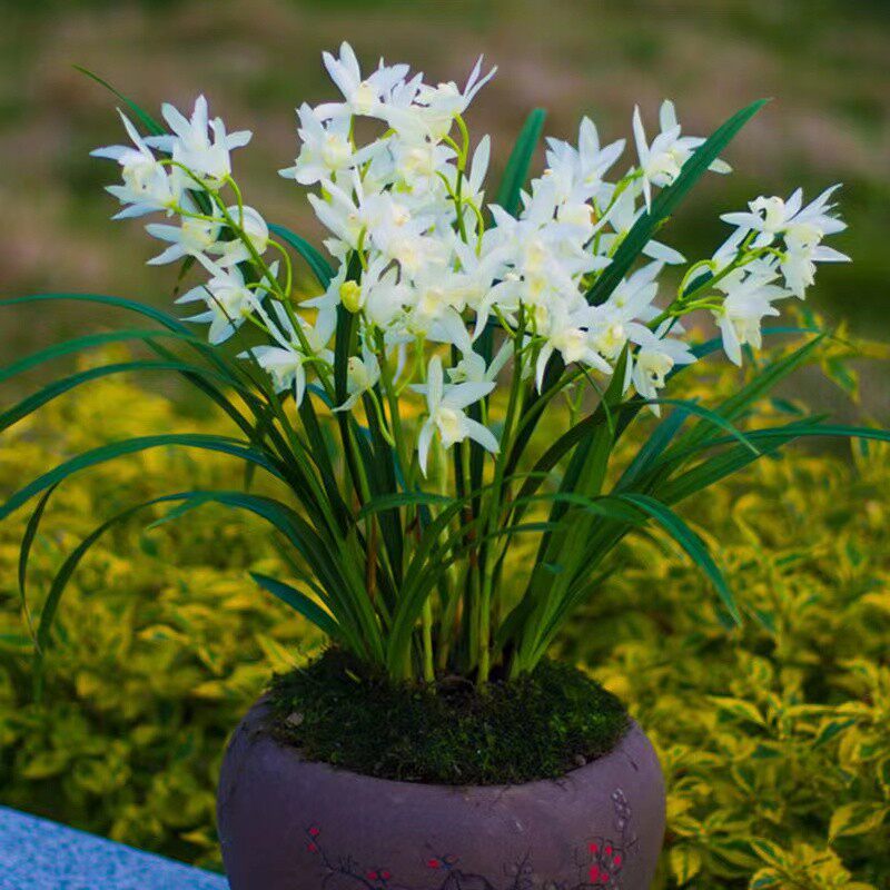 兰花苗带花苞出售雪美人白雪公主四季建兰浓香型素心好养绿植