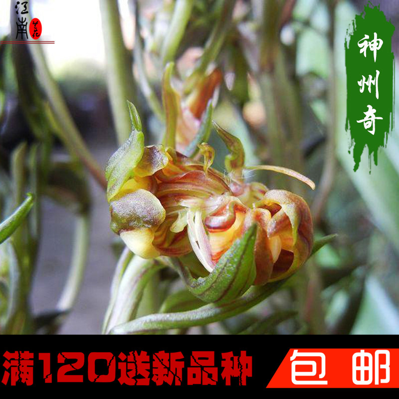 绿植高档好养易活兰花苗包邮