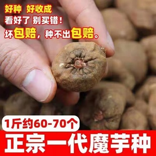 魔芋种子云南高产二代魔芋种籽脱水一代花魔芋种球魔芋种植魔芋种