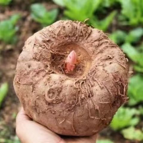 云南正宗现挖魔芋头豆腐原材料