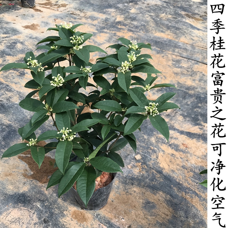 樹的秘密生活