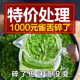 雀舌碎茶片2025年新茶叶明前碎茶芯绿茶春茶龙井嫩芽高碎散装 500g