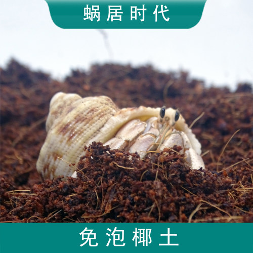 寄居蟹免泡椰土底材乌龟冬眠