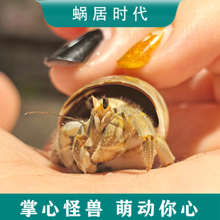 陆生宠物寄居蟹 灰白里拉短腕深紫红日黑莓 活体观赏蟹 桌面宠物
