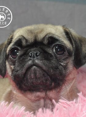 名犬之家 纯种小型短毛巴哥幼犬憨厚八哥犬可爱 活体宠物狗狗