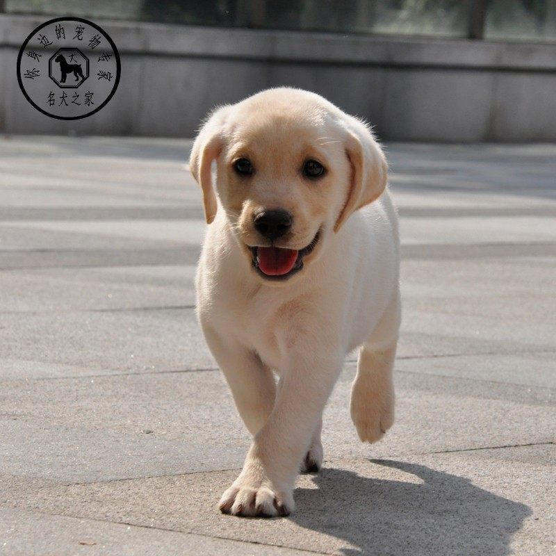 名犬之家 纯种拉布拉多幼犬活体神犬小七巡回导盲犬金毛幼犬狗狗