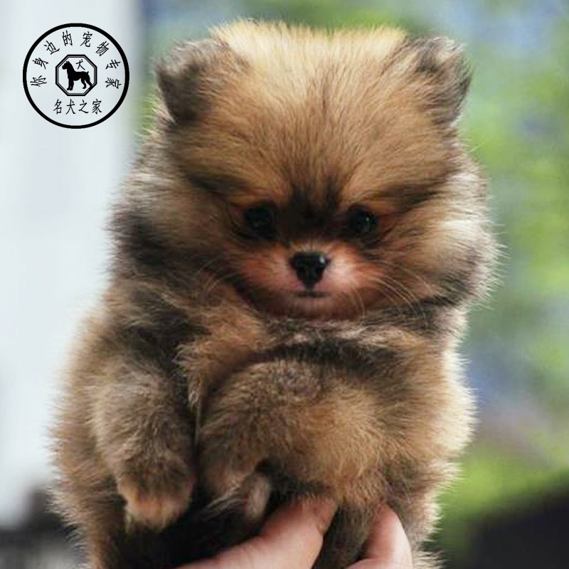 纯种活体哈多利博美幼犬