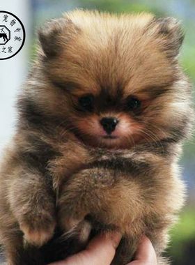 纯种活体哈多利博美幼犬