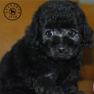 黑白灰色茶杯犬活体纯种宠物狗狗