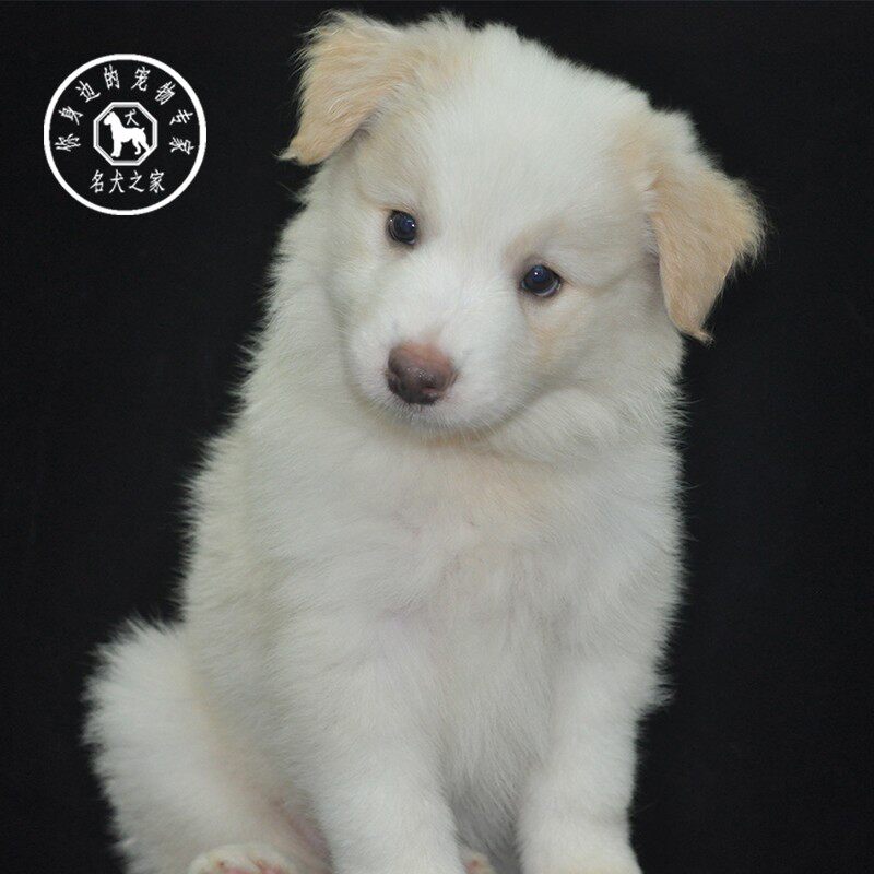 名犬之家纯种边境牧羊犬幼犬活体边牧宠物狗狗金边金色边牧黄白色