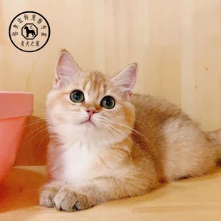 名犬之家英短金银渐层活体宠物猫英国短毛猫金渐层幼猫纯种金渐层
