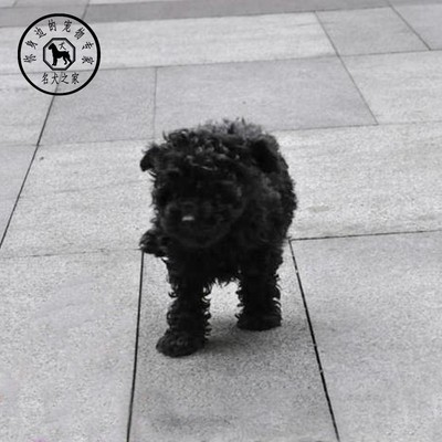 贵宾活体纯种茶杯犬