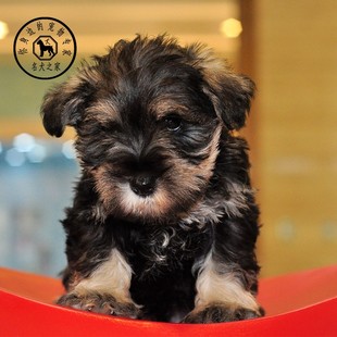 名犬之家 雪纳瑞幼犬活体狗狗标准型椒盐黑色黑银纯种小型狗狗