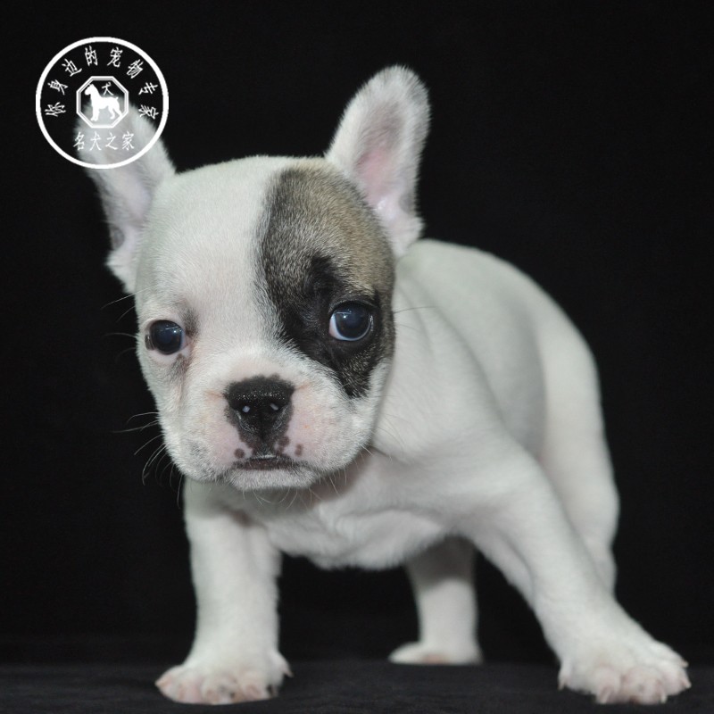名犬之家 纯种奶油色法牛幼犬黑白花斗牛犬黑色法斗活体宠物狗