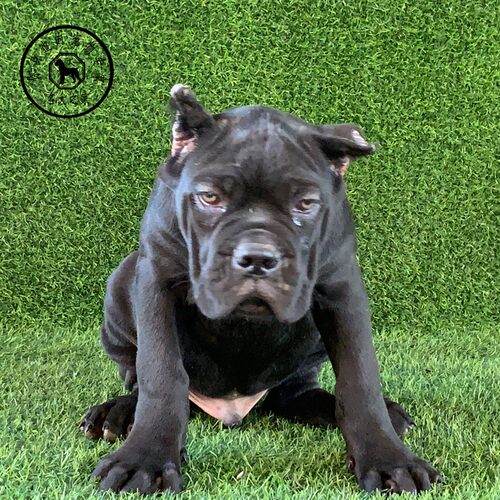 纯种活体大型卡斯罗犬