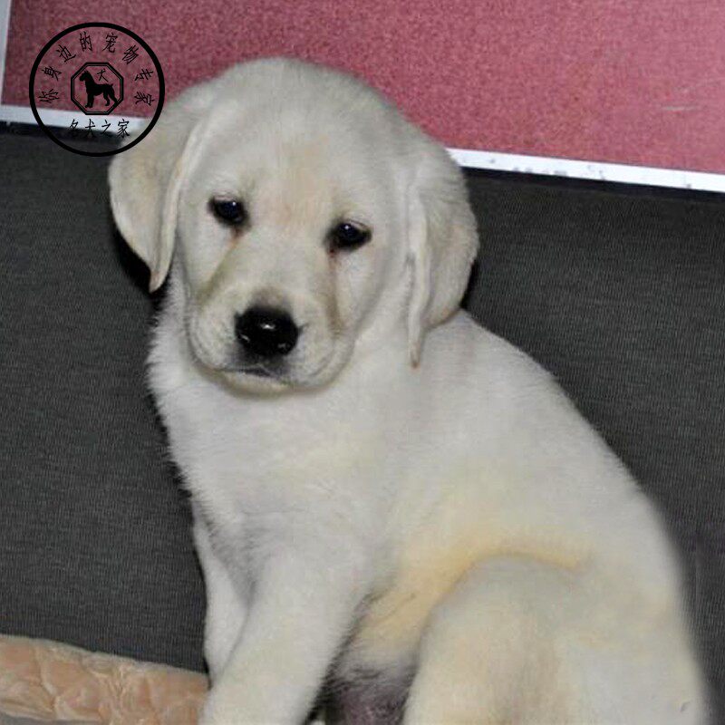 名犬之家 拉布拉多幼犬纯种纯黑拉布拉多导盲犬奶白色幼犬活体狗