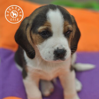 比格犬大耳朵巴吉度出售宠物狗狗
