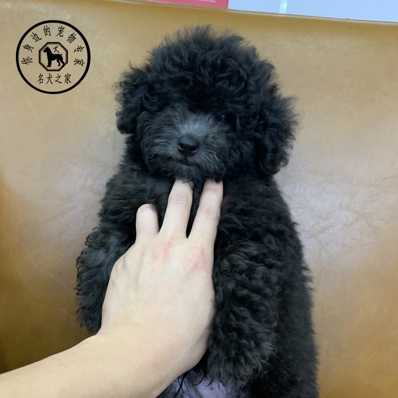 名犬之家  灰泰迪幼犬纯种灰泰迪幼犬活体烟灰色小型犬小体贵宾