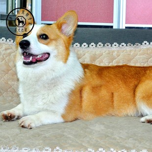 名犬之家 英国威尔士双色活体柯基犬借配 赛级纯种柯基犬借配狗