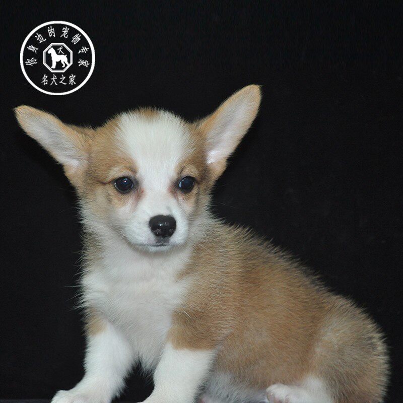 名犬之家 纯种柯基幼犬活体双色三色威尔士小短腿柯基犬宠物狗狗