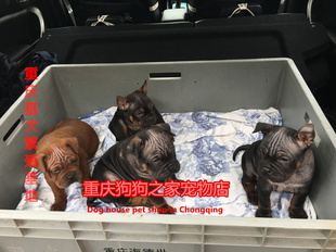重庆猎犬繁殖基地纯种水牛皮川东猎犬邻水狗洞狗竹狗黑毛川东犬