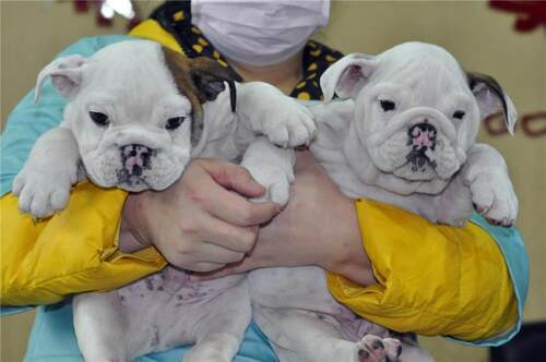 重庆之家十年品牌老店斗牛犬狗狗