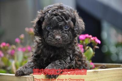 重庆宠物店巧克力色玩具茶杯犬