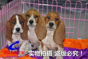重庆狗狗之家宠物店十年品质老店纯种巴吉度猎犬出售实战打猎犬