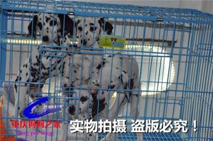 重庆狗狗之家宠物店十年品质老店出售纯种大麦町犬斑点狗幼犬