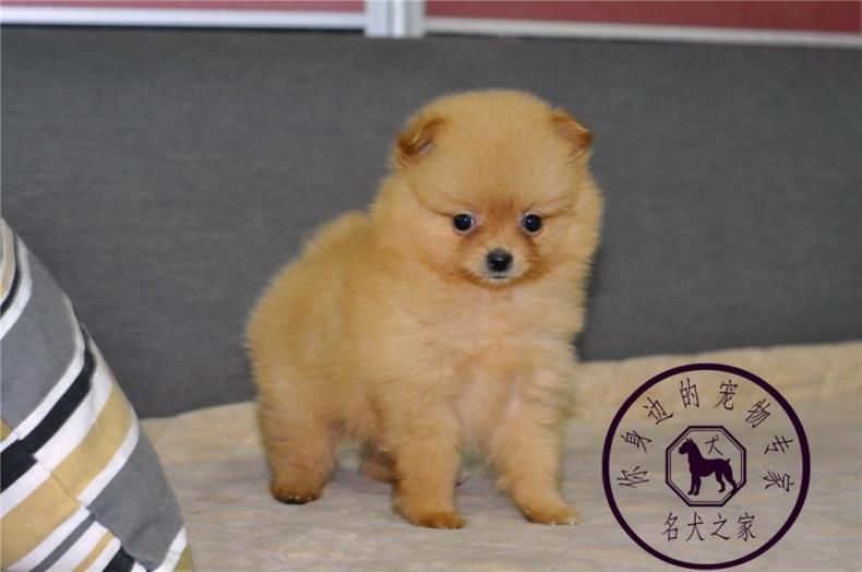 重庆宠物店出售哈多利博美幼犬图片