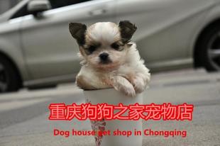 重庆宠物店纯种吉娃娃小狗长毛吉娃娃活体幼犬宠物狗狗秀珍吉娃娃