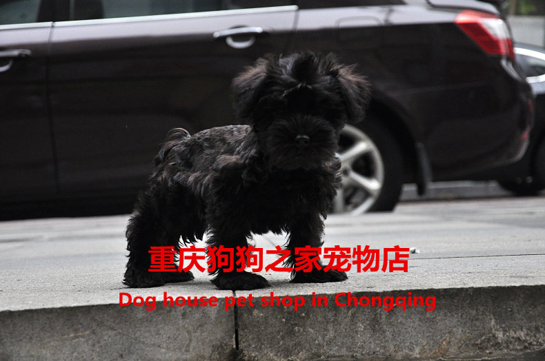 重庆狗狗之家宠物店名犬之家纯种迷你黑色雪拉瑞幼犬出售同城送货