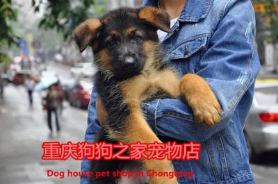 德牧重庆弓背出售纯种德国牧羊犬