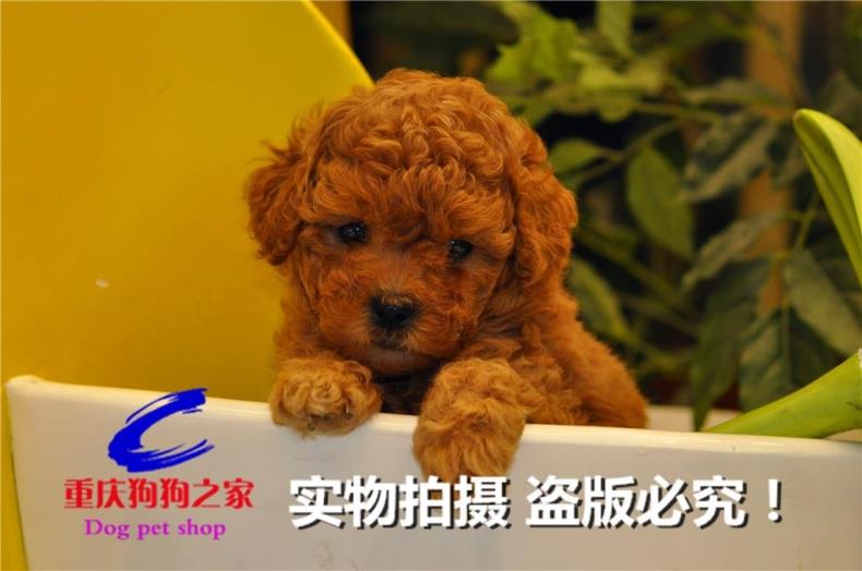 重庆宠物店纯种玩具茶杯幼犬