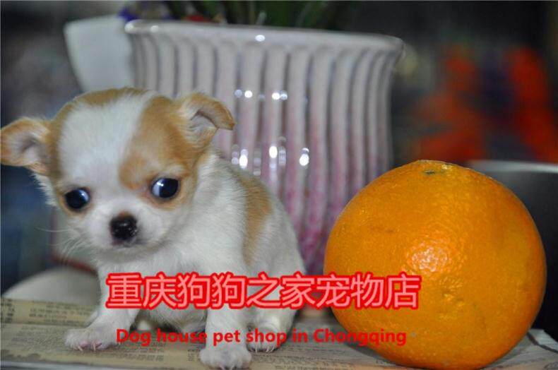 重庆狗狗之家宠物店名犬舍长期出售高品质吉娃娃幼犬茶杯吉娃娃犬