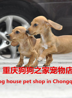 重庆宠物店出售黄色铁包金腊肠犬