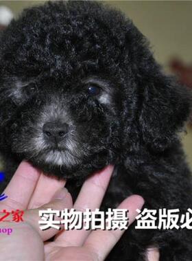 重庆狗狗之家名犬繁殖基地纯种灰色泰迪幼犬出售十年老店品质保证