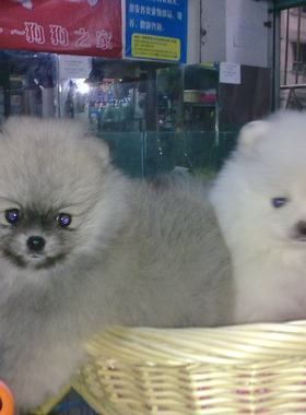 重庆宠物店哈多利博美玩具名犬