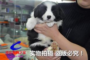 重庆狗狗之家宠物店十年老店出售七百三通到位纯种边境牧羊犬幼犬