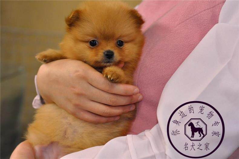 重庆宠物店哈多利博美茶杯俊介犬图片