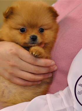 重庆宠物店哈多利博美茶杯俊介犬