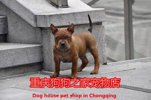 重庆猎犬繁殖基地常年出售各种打猎犬川东杜高比特格力犬下司犬