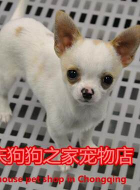 重庆宠物店纯种出售吉娃娃幼犬
