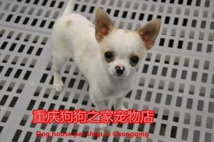 重庆狗狗之家宠物店名犬之家三个月大纯种吉娃娃幼犬茶杯犬出售