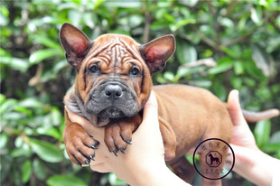 重庆猎狗繁殖基地纯种川东猎犬邻水狗洞狗外山水牛皮川东猎犬出售