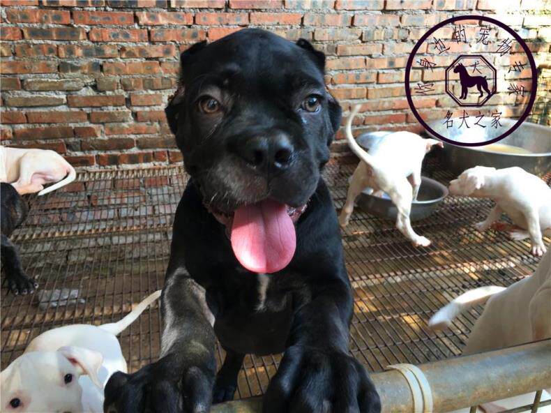 纯种卡斯罗护卫犬 黑色卡斯罗虎斑卡斯罗看家护院基地繁殖全国飞