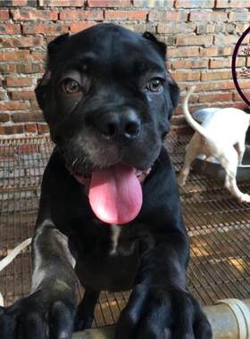 卡斯罗虎斑基地繁殖全国护卫犬
