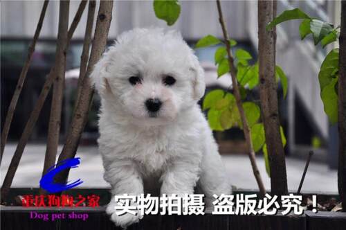 重庆宠物店出售纯种法国比熊犬