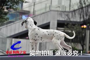重庆狗狗之家宠物店十年品质老店长期出售纯种斑点狗大麦町犬幼犬